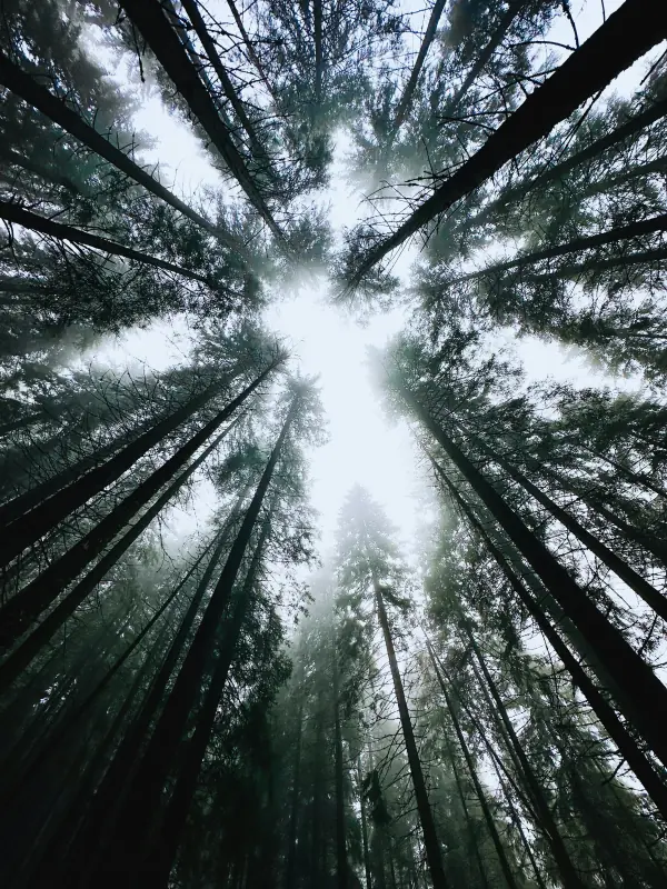 Nature scene representing connection and support in group therapy